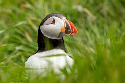 De kop van een Atlantische papegaaiduiker steekt uit het gras van Bjorn Donnars