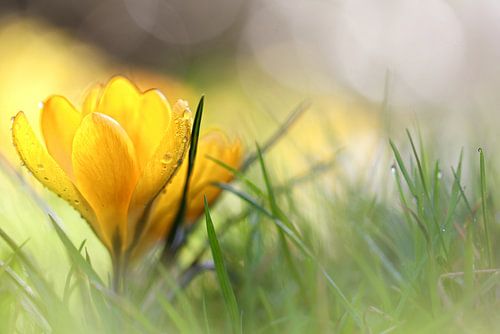 Early in the morning, when it's time....