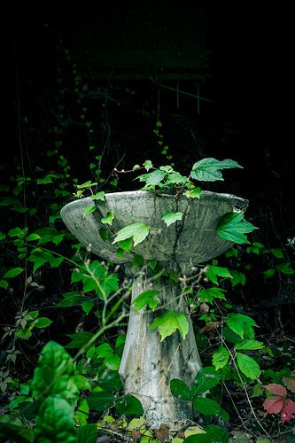 Lost charm - hidden bird bath overgrown by nature