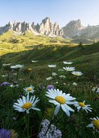 Magische Sonnenuntergänge in den Dolomiten – ein Schauspiel der Natur.
