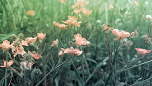 ranunculus