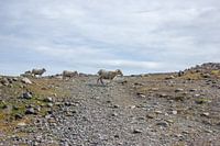 Schapen in IJsland