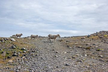 Schapen in IJsland van Ferry D