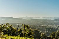 Weinberg mit Blick zum Alpstein