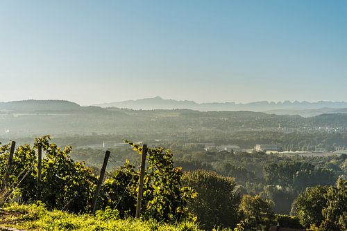 Vignoble avec vue sur l'Alpstein sur Conny Pokorny