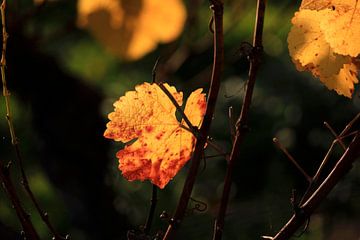 Herfst wingerdblad van Thomas Jäger