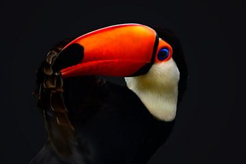 Toucan at dusk by Catalina Morales Gonzalez