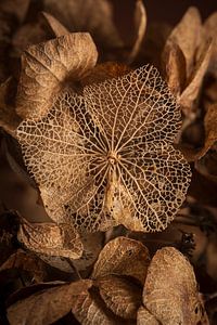 Warm peace: Transient fragile beauty