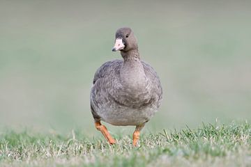 Greater White-fronted Goose ( Anser albifrons ), young bird, walking directly towards the photograph