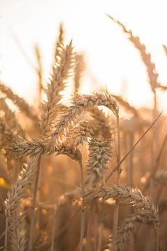 Graan in de zomer tijdens gouden uur by Jeantina Lensen-Jansen