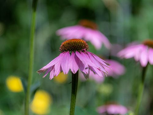 Planten en bloementuin