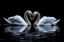 Zwei Schwäne bilden ein Herz von Art & Soul Creations
