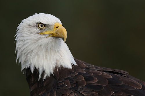 Amerikaanse Zeearend (Haliaeetus leucocephalus)