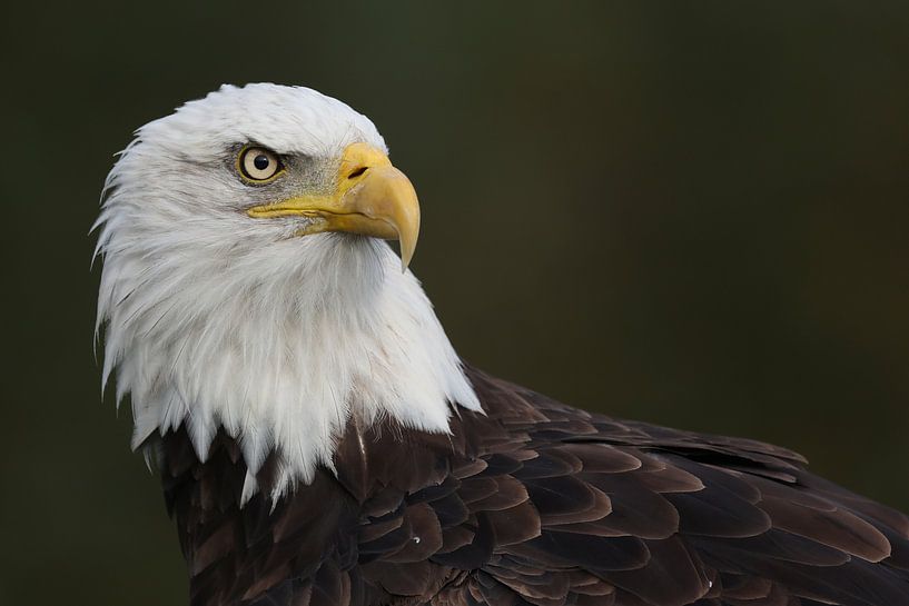 Bald Eagle (Haliaeetus leucocephalus) by Ronald Pol