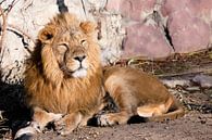 herumliegen und herablassend schauen. Ein mächtiges Löwenmännchen mit einer schicken, von der Sonne  von Michael Semenov Miniaturansicht