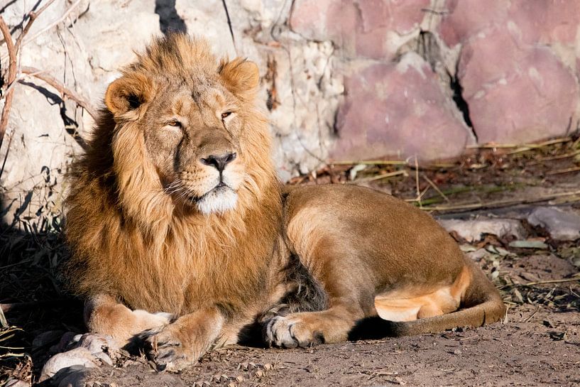 herumliegen und herablassend schauen. Ein mächtiges Löwenmännchen mit einer schicken, von der Sonne  von Michael Semenov