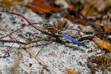 Wanddekoration mit einer goldfarbenen Libelle mit blauem Schwanz von Kristof Leffelaer