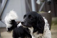 Hund