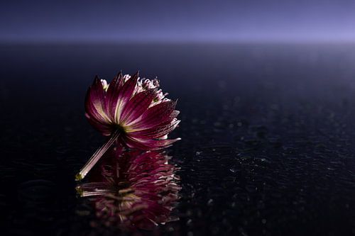 Zeeuws knoopje kijkend naar het licht aan de horizon