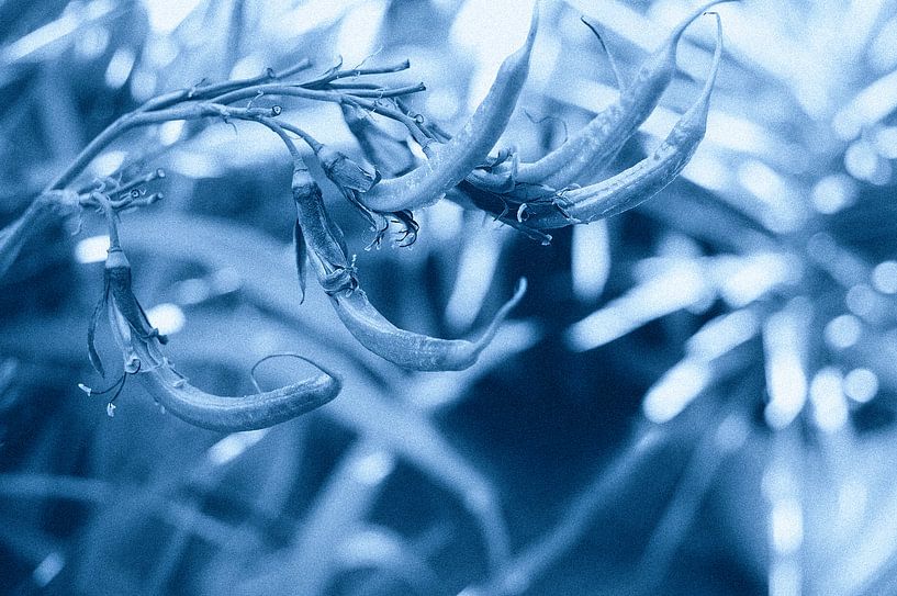 Flowers 11 by True Color Stories