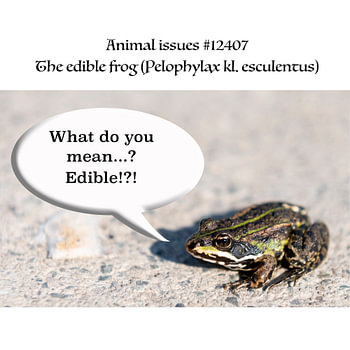 Der essbare Frosch (Pelophylax kl. esculentus) hat einige Probleme mit seinem Namen.