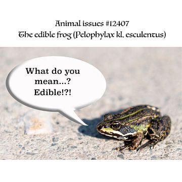 The edible frog (Pelophylax kl. esculentus) has certain issues with his given name. by Grüntyers .