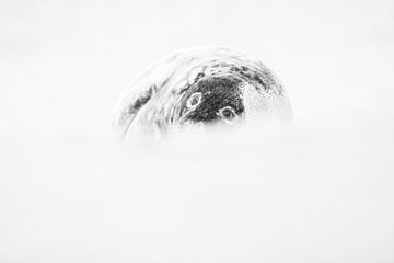 Grijze zeehond van Elles Rijsdijk