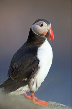 Puffins Norway by Frank Fichtmüller