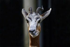Portret van kauwende Mhorrgazelle
