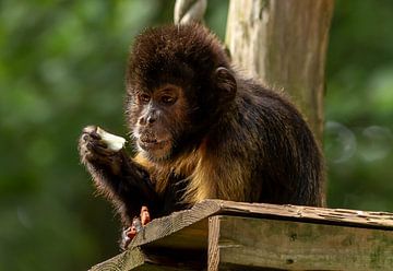 Le singe capucin brun aime la bonne nourriture. sur Wouter Van der Zwan