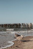 Pair of Dutch seagulls in Domburg