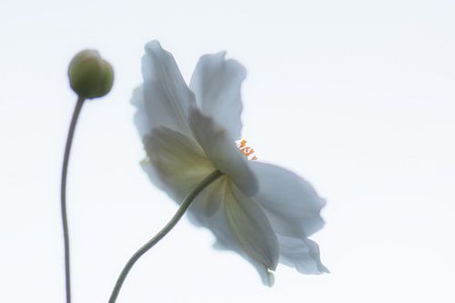 white aster in the sky