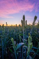 A wheat field with beautiful fresh colors