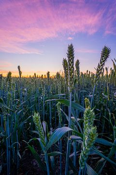Ein Weizenfeld mit schönen frischen Farben von Jolien fotografeert