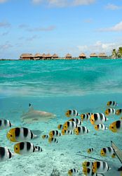 Le requin et des poissons papillons corail à Bora Bora