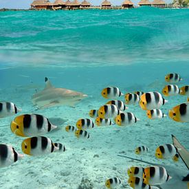 Bora Bora scuba duiken met haaien van iPics Photography
