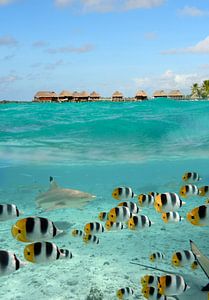 Haifisch und Schmetterlingsfische in der Bora Bora Lagune von iPics Photography