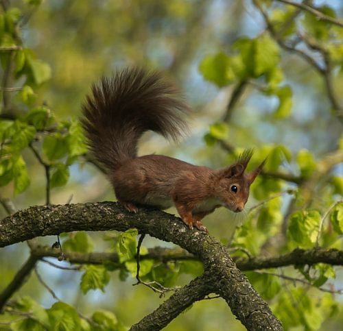Eekhoorn in de boom.