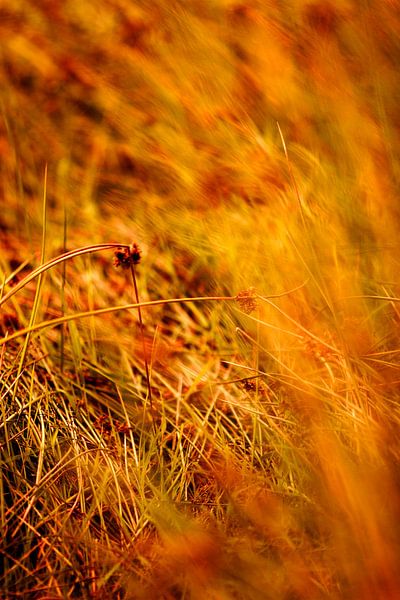 Volgt by Anouk Timmerman