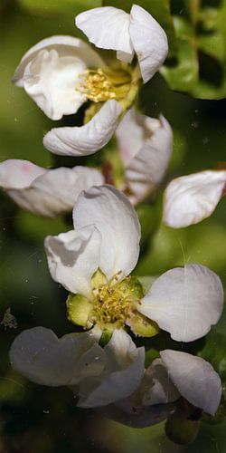 Floraison d'un coing au soleil de l'après-midi