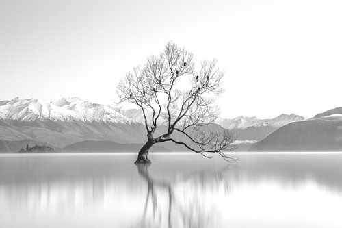 High Key Minimalistic Landscape Lake with Tree