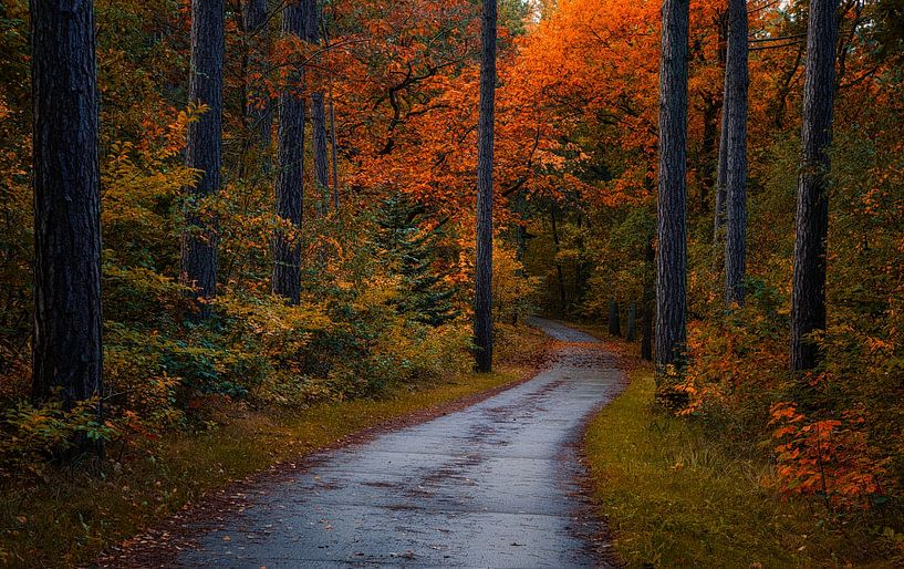 Radweg in den Herbstfarben von peterheinspictures