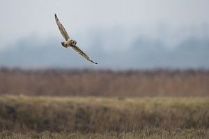 Velduil in de vlucht  Short eared owl flight van Ronald Groenendijk