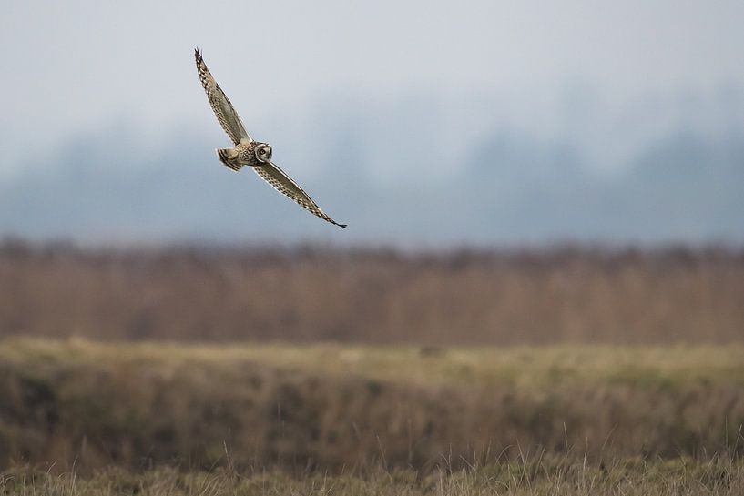 Short eared owl in flight by Ronald Groenendijk
