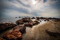 Country sheep of the Spanish coastline