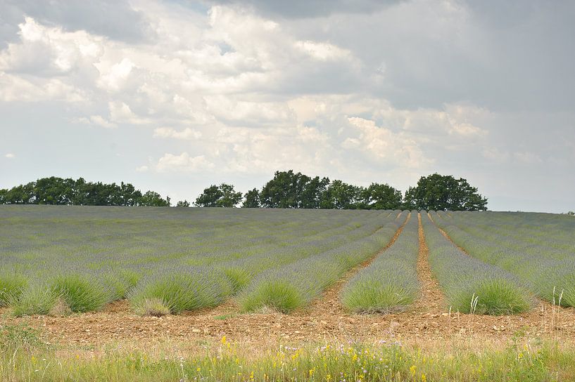 Provence-Lavendel von Rene du Chatenier