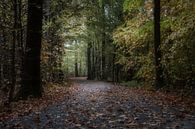 the autumn forest van Koen Ceusters thumbnail
