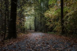 la forêt d'automne