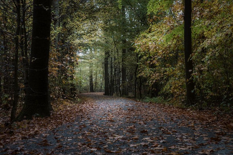 the autumn forest van Koen Ceusters