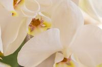 Pétales du soleil levant II